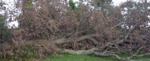 Oak