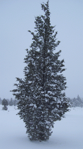 Red-cedar
