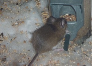 Mouse2