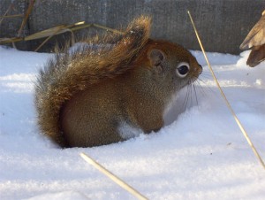 Squirrel
