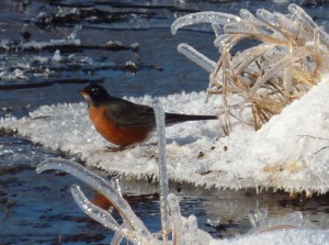 Winter robin