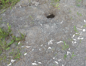 Looted turtle nest in roadside gravel.  Skunks and raccoons have only left scattered eggshells.