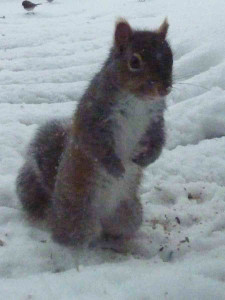 Blizzard-squirrel