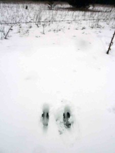 DeerLeap