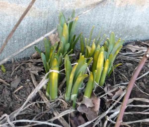 Daffodil2