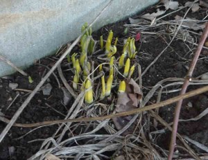 SpringDaffs