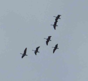SpringGeese