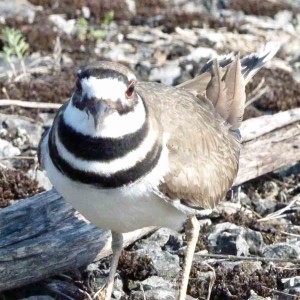 SpringKildeer