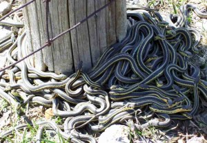 Old fence post is magic portal to snake world in spring.