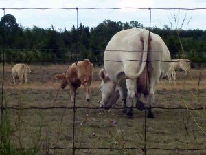 View over the fence.