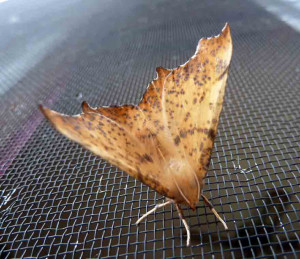 ButterflyScreen