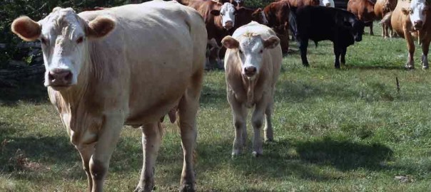 I am an Agister.  Hint: Old English. Has to do with Cattle