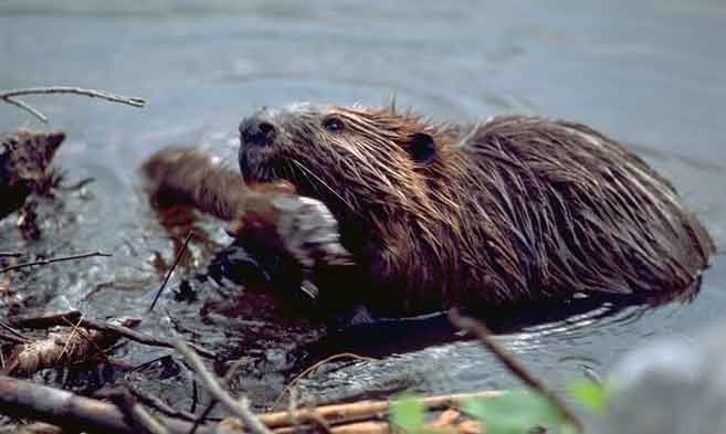 Don’t Go to War with Beavers