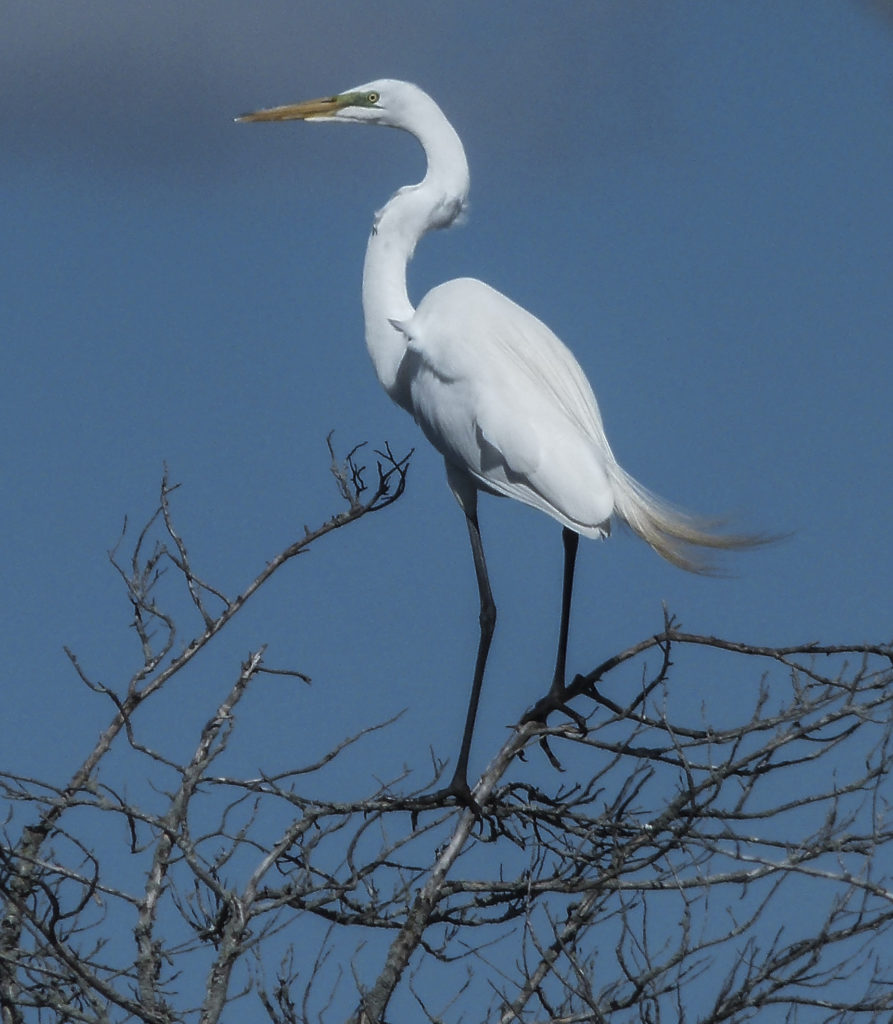 EgretTree3