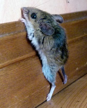 Mouse3Web