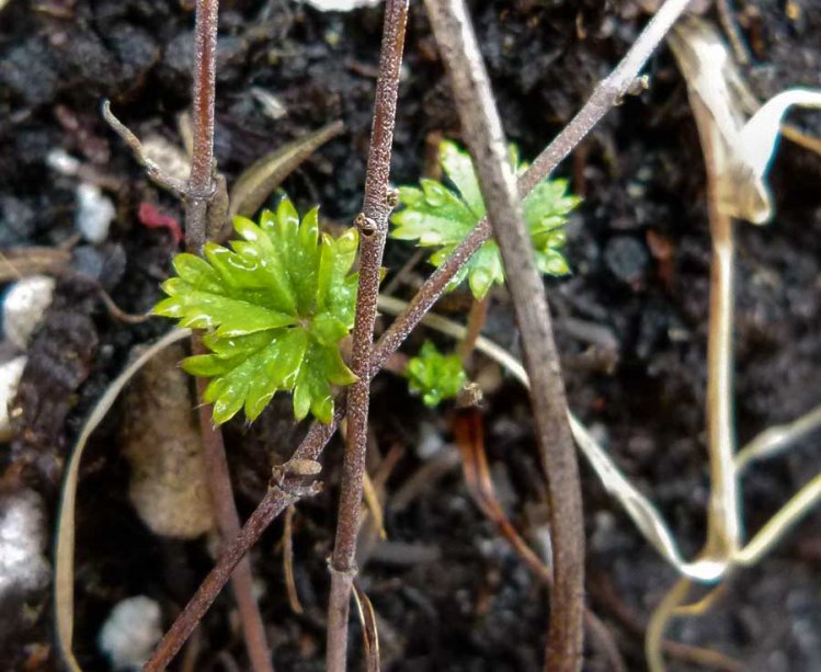 Nettle