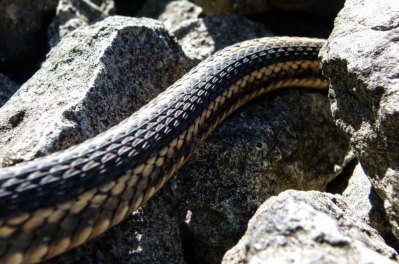 SnakeWeb