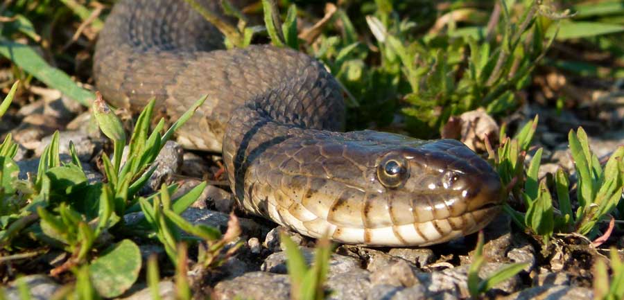 BlSnakeWeb