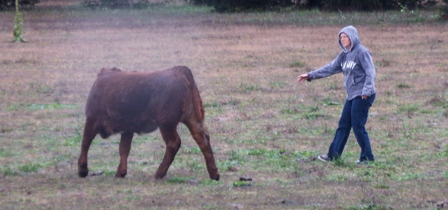 You Gotta Love a Maverick. Every Herd Has One