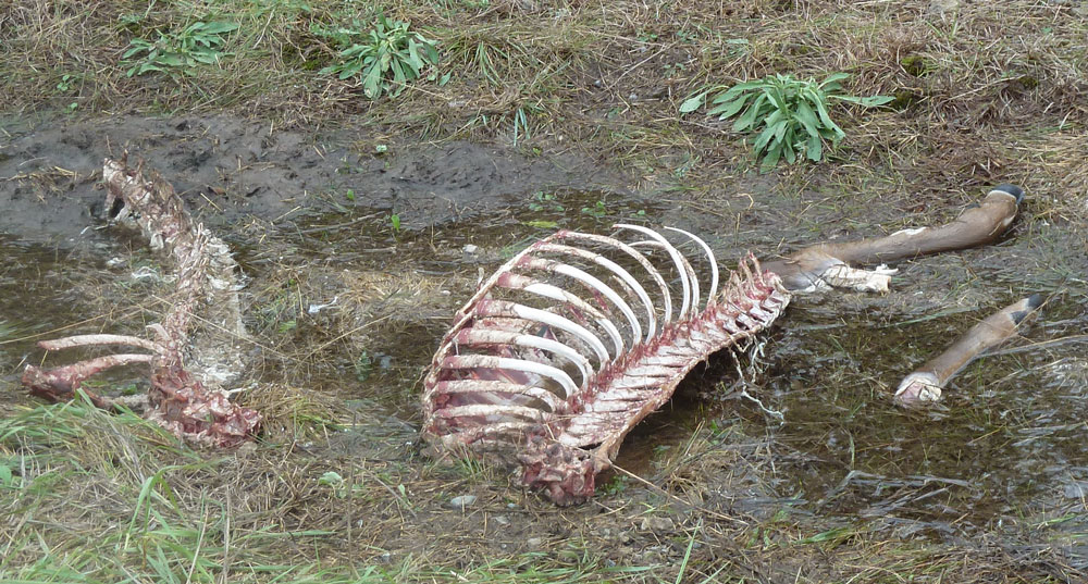 Road Kill: Yuck for Us, Bonus Feast for the Coyotes