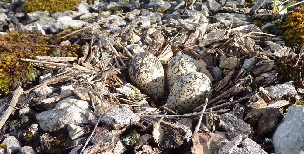 First Killdeer Today. Noisy Arrival of Spring