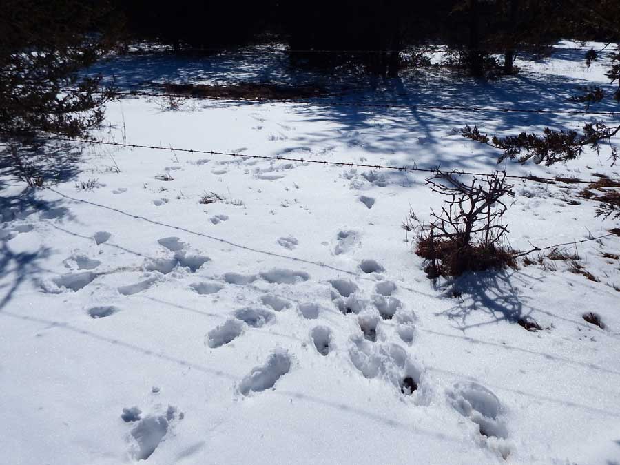 Winter’s Last Gossip Columns in the Snow