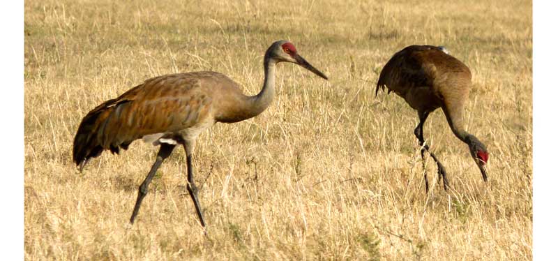 Return of the Sandhill Cranes.  Giants in My Pasture