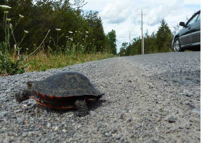 Turtle Defenders Spring into High Alert