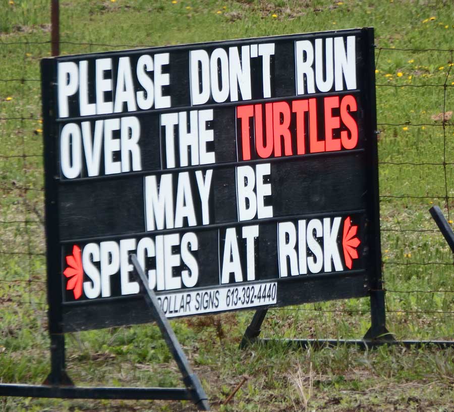 Slow Turtles Vs Fast, Mean Vandals