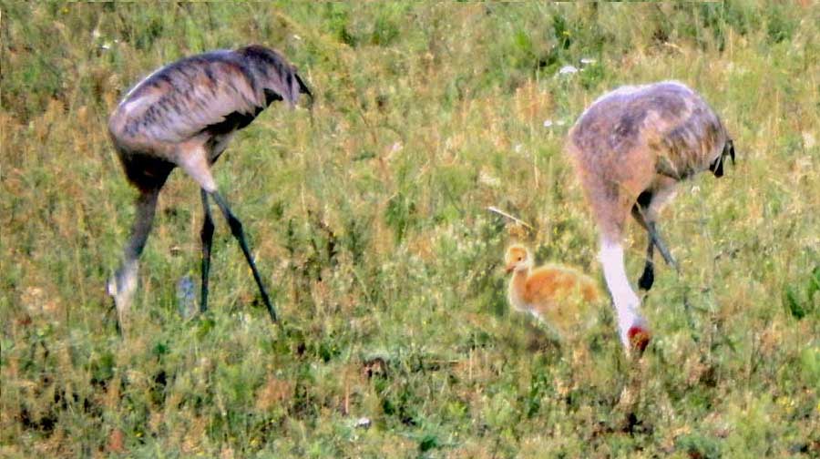 Sandhill Cranes Present New Baby.  Guess They’ll Stay a While.