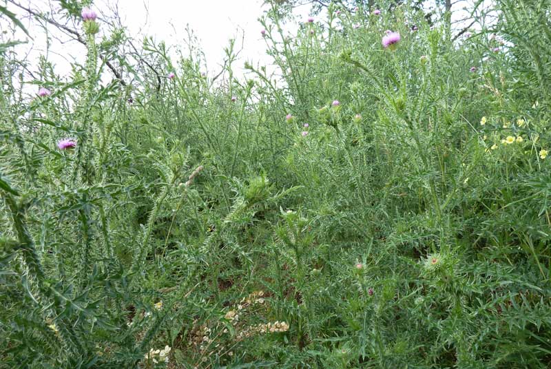 Thistles: Toughest Thugs of the Weed World, Able to Repel Norse Invaders