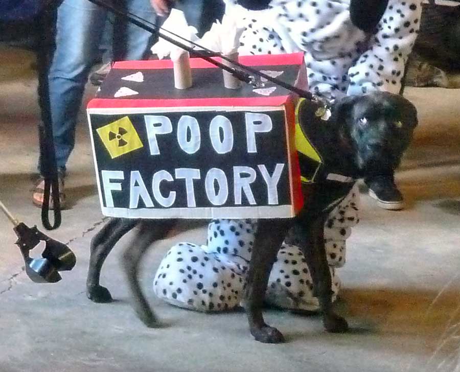 Dogs in Costume. Fancy Chickens. Giant Vegetables. It’s Fall Fair Time Again.