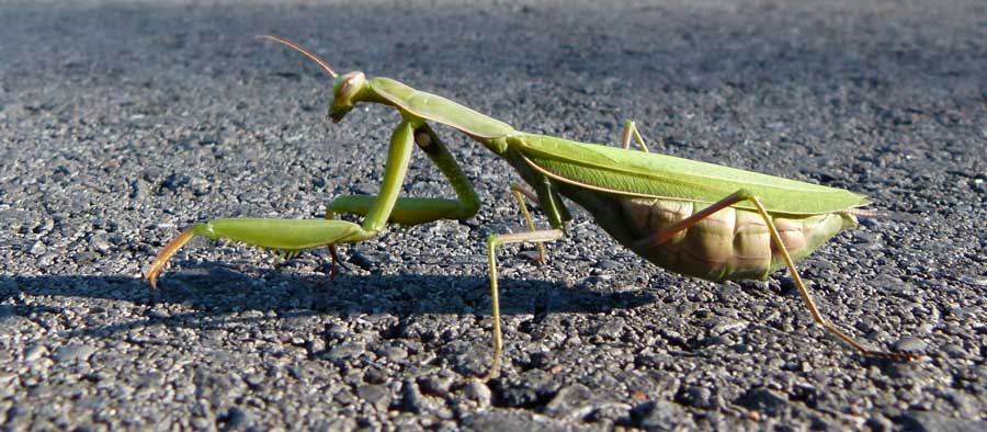 Praying Mantids Take to the Road. Are They Suicidal or Giddy from Romance?