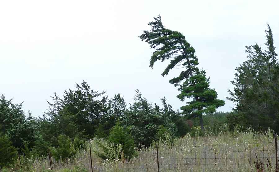 The Tree Everybody Knows.  At Least on Our Road.
