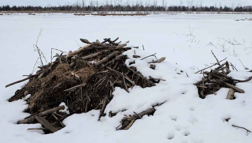 Pond Beavers Snug for the Winter
