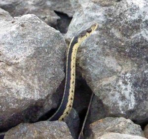 The party's over.  Now for a summer of eating frogs and staying off the road.