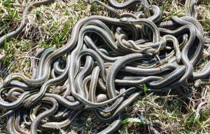 Where are you, darling?  I know you're in here somewhere.