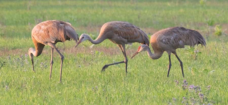 Sandhill Crane Baby is Now Huge