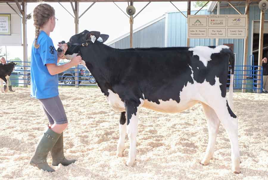 Horses in Costume and Deep Fried Pickles. The County Fair is Here Again