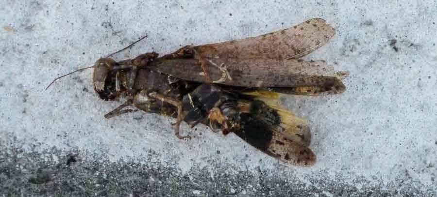 Tiny Road Kill. It Ain’t Just Raccoons that Get Splatted by Your Car