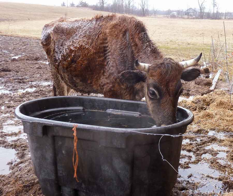 Maple Syrup Slurping and What Real Farm Animals Look Like in Spring